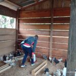 Les communautés riveraines du Sanctuaire à Gorilles de Mengame (SGM) optent pour l’élevage des ‘Poulets pantalonnés ’ comme activité économique à faible impact sur l’environnement