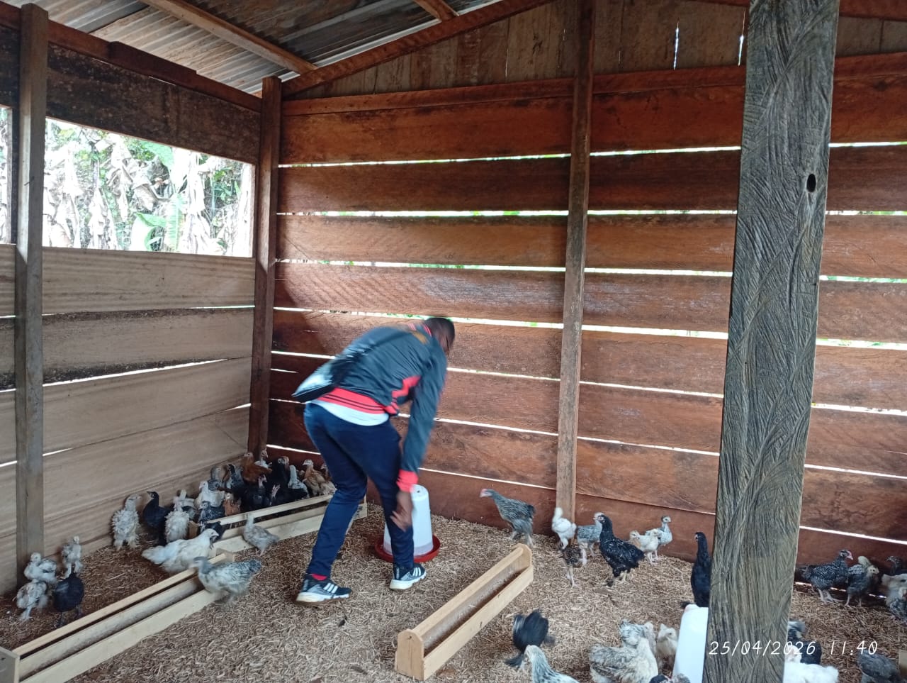 Lire la suite à propos de l’article Les communautés riveraines du Sanctuaire à Gorilles de Mengame (SGM) optent pour l’élevage des ‘Poulets pantalonnés ’ comme activité économique à faible impact sur l’environnement